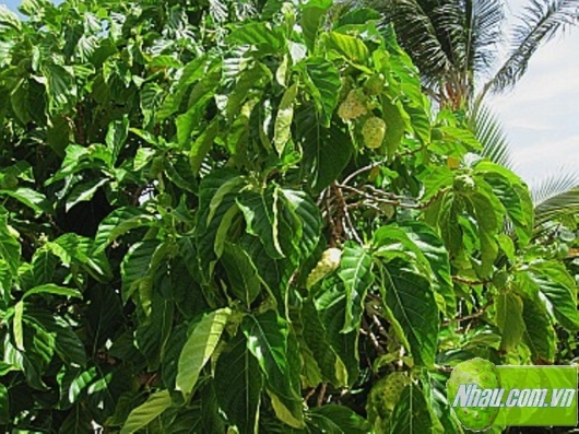 Noni Plant